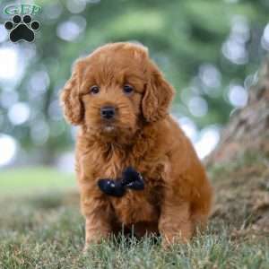 Blaze, Mini Goldendoodle Puppy